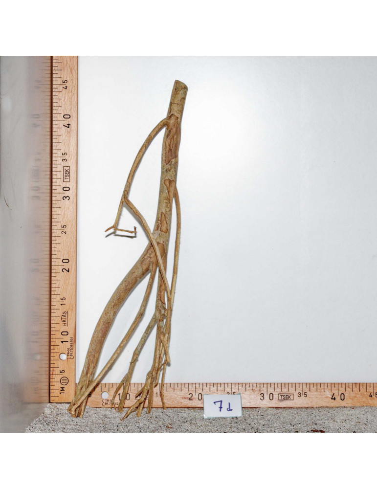 Racine de Talawa Wood - 7d