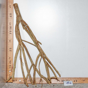 Racine de Talawa Wood - 13d