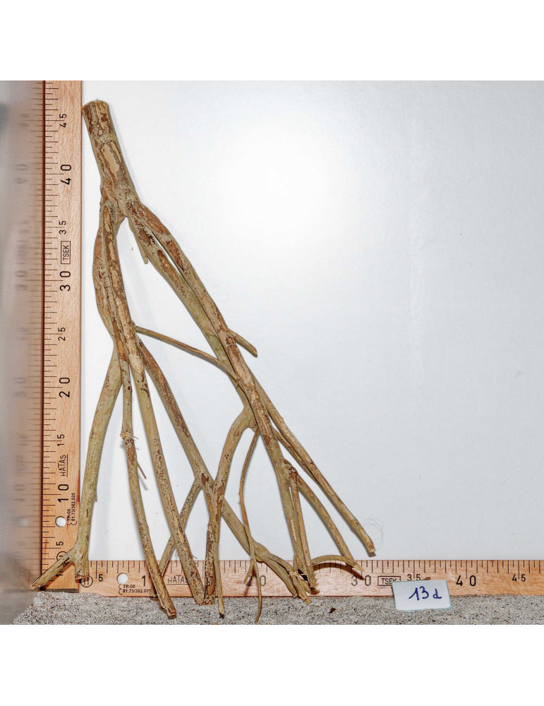 Racine de Talawa Wood - 13d
