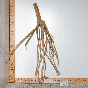 Racine de Talawa Wood - 12d