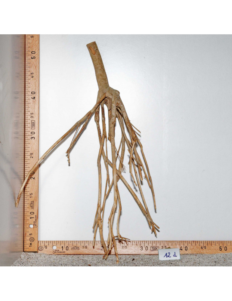 Racine de Talawa Wood - 12d
