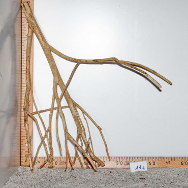 Racine de Talawa Wood - 11d