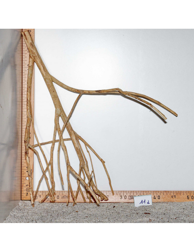 Racine de Talawa Wood - 11d
