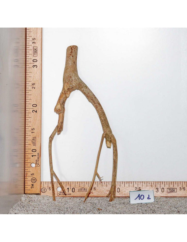 Racine de Talawa Wood - 10d