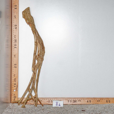 Racine de Talawa Wood - 8d