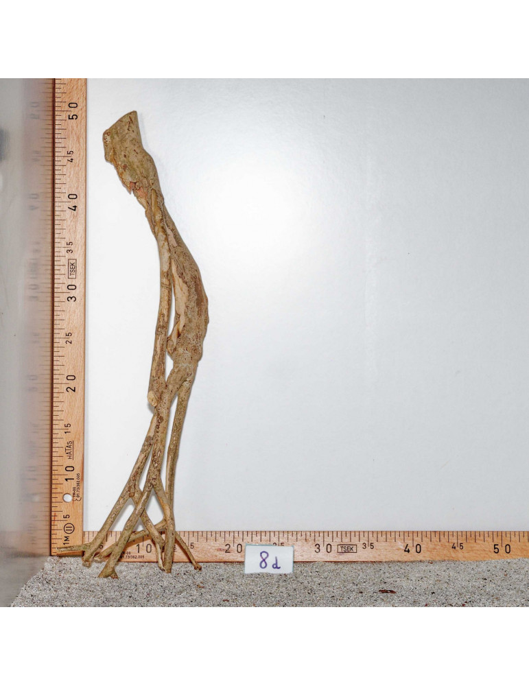 Racine de Talawa Wood - 8d