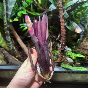 Neoregelia Tar Baby