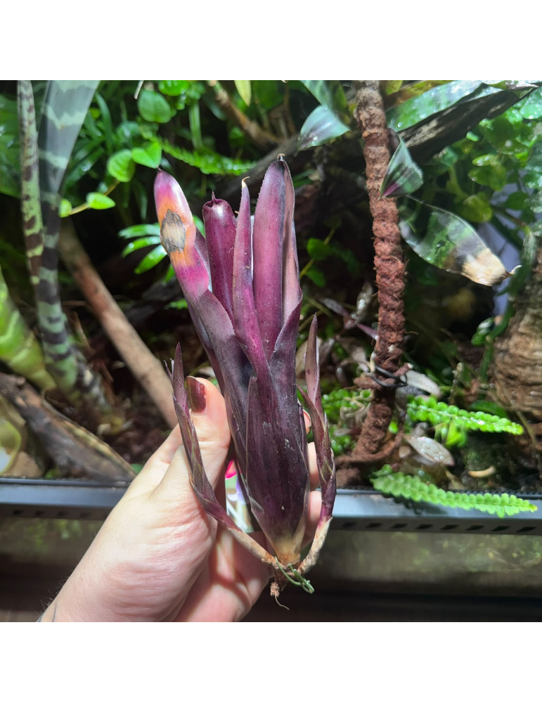Neoregelia Tar Baby