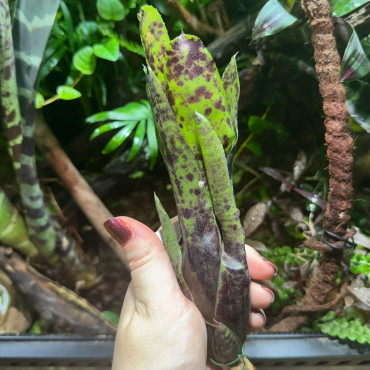 Neoregelia Caviar