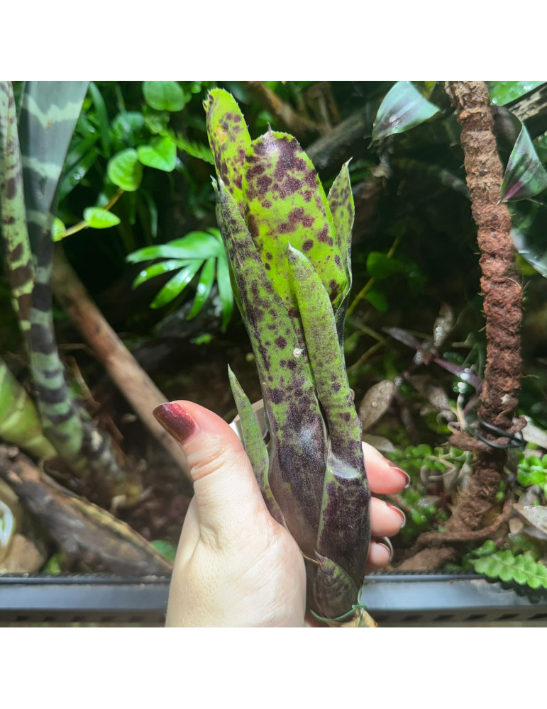 Neoregelia Caviar