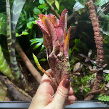 Neoregelia Agnes