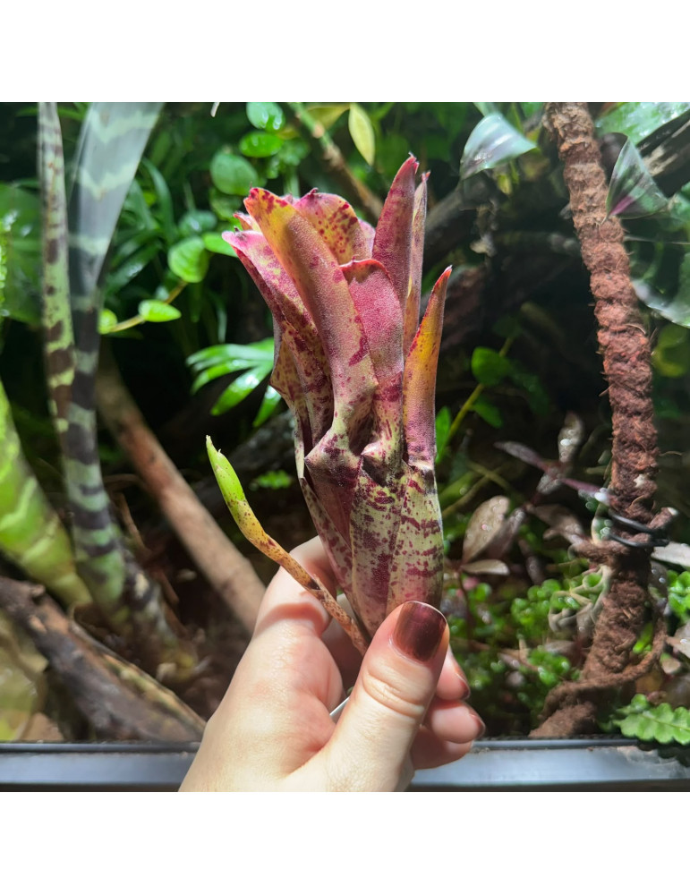 Neoregelia Agnes