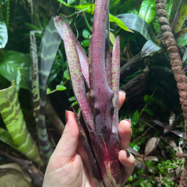 Neoregelia ampullacea purpurea