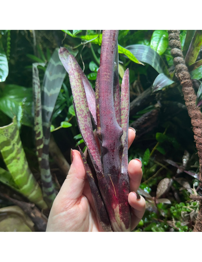Neoregelia ampullacea purpurea