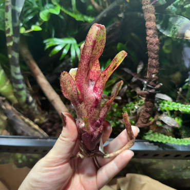 Neoregelia Red Waif