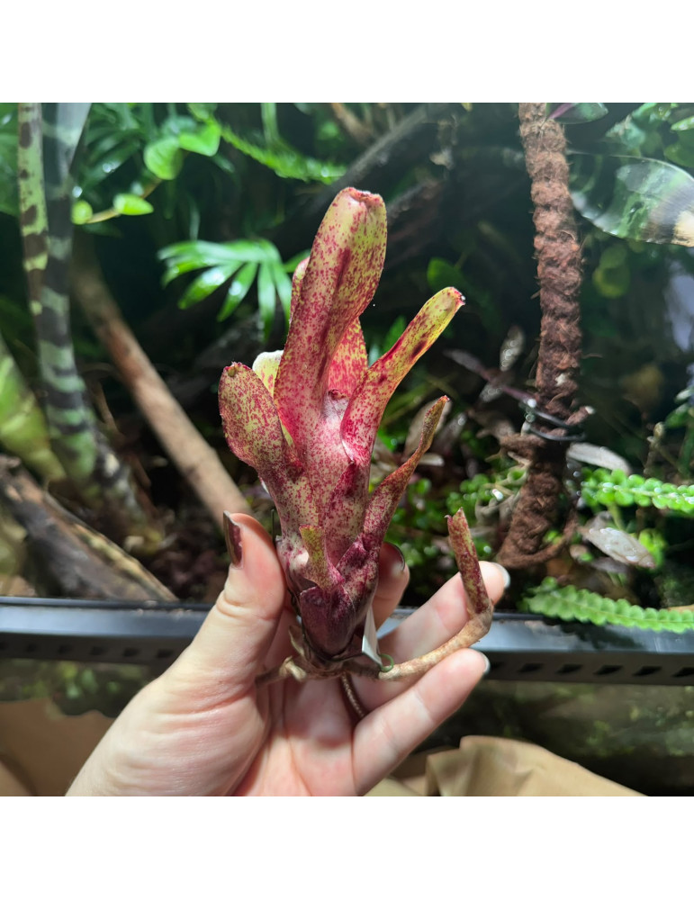 Neoregelia Red Waif