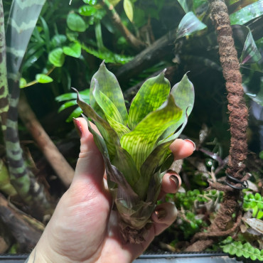 Vriesea gigantea Nova Mini