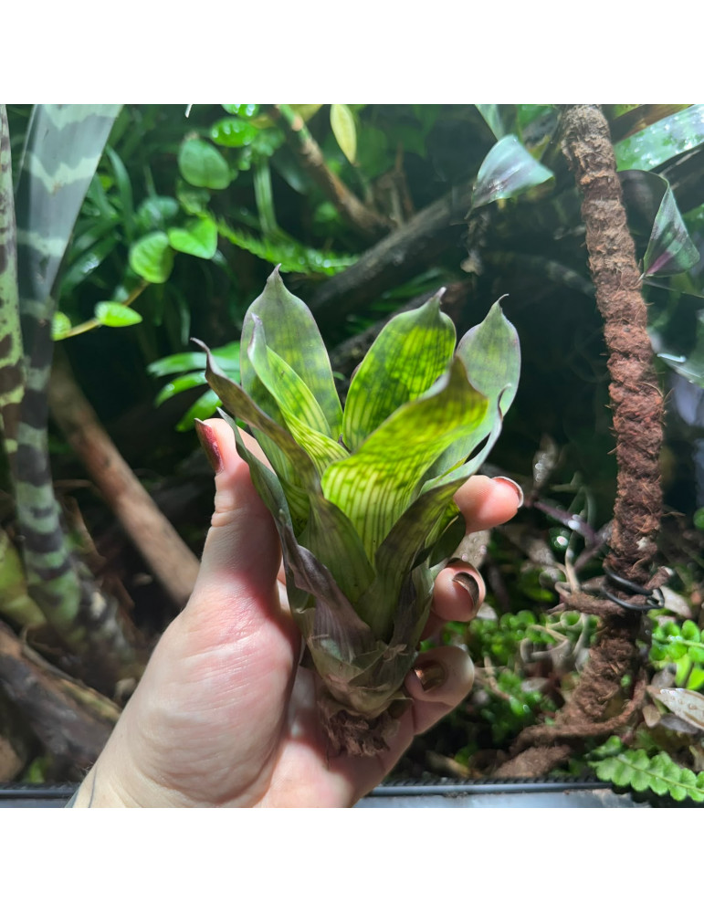 Vriesea gigantea Nova Mini