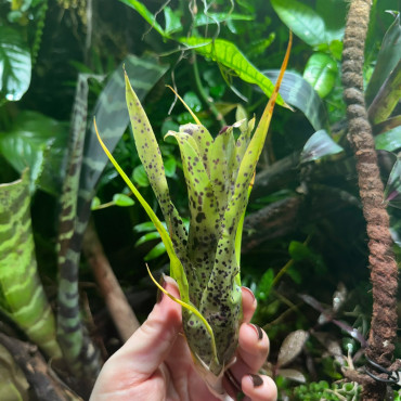 Neoregelia pauciflora