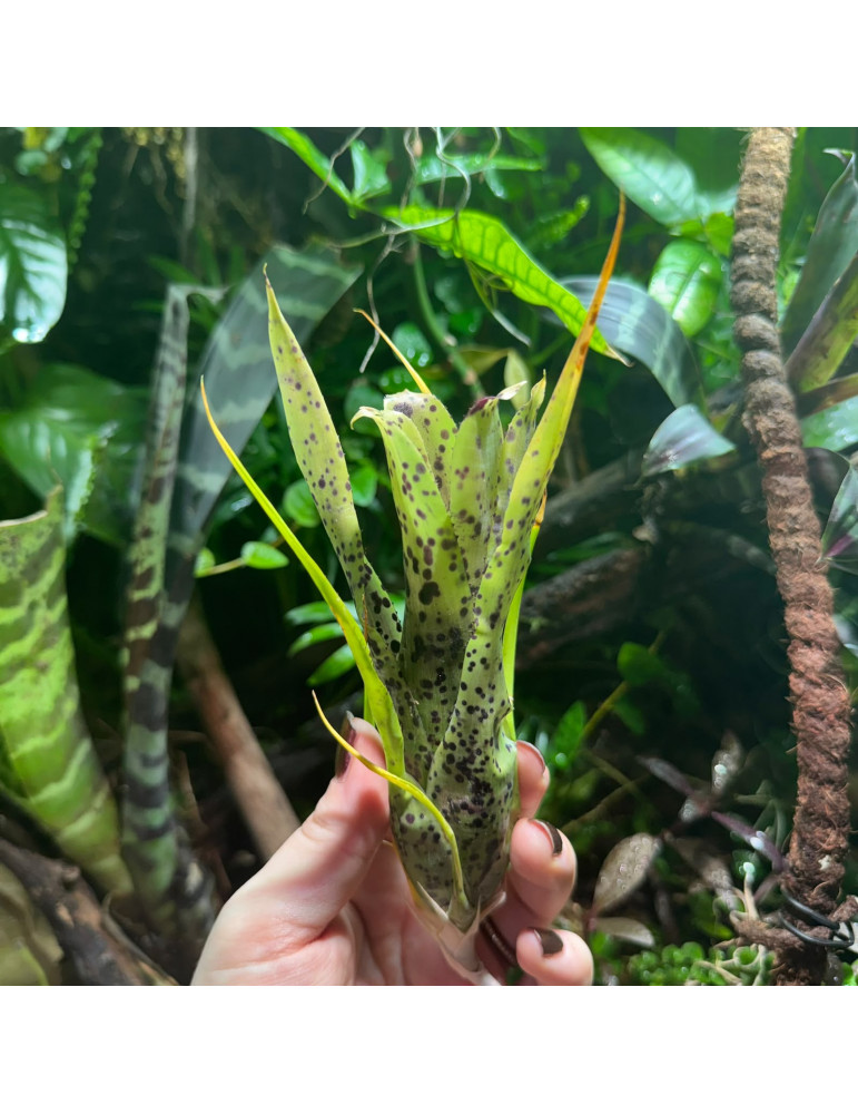 Neoregelia pauciflora