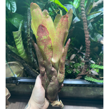 Neoregelia Jill