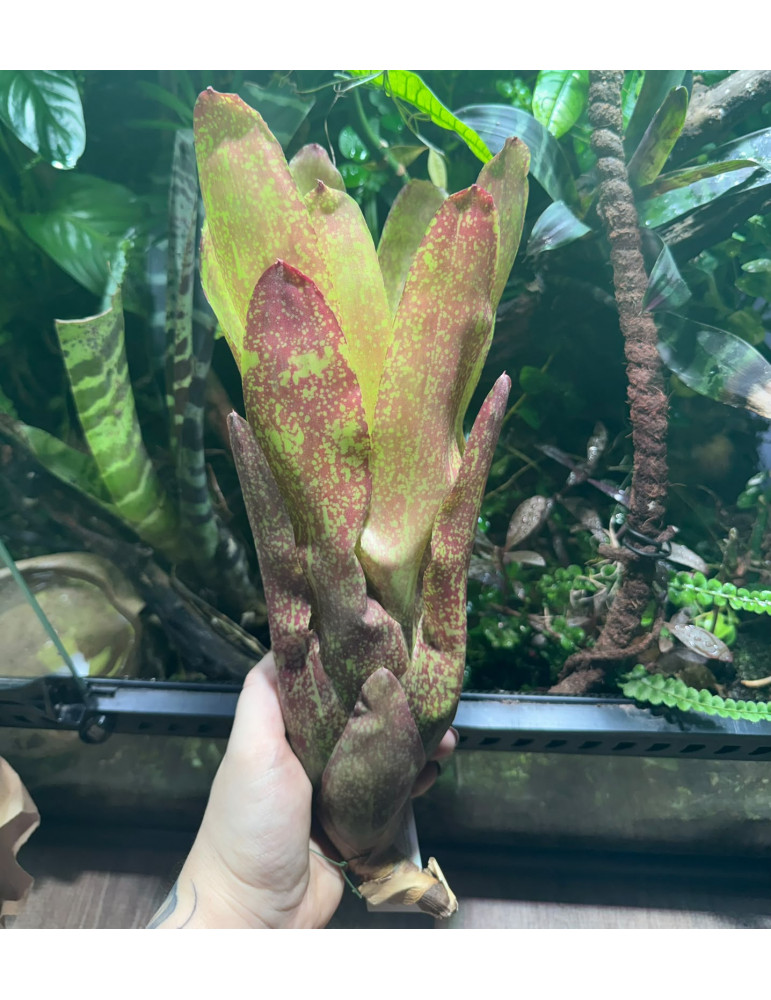 Neoregelia Jill