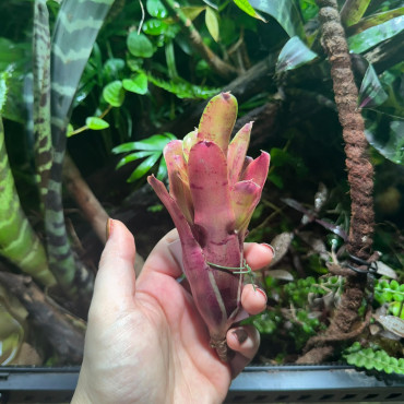 Neoregelia Ritzy Red
