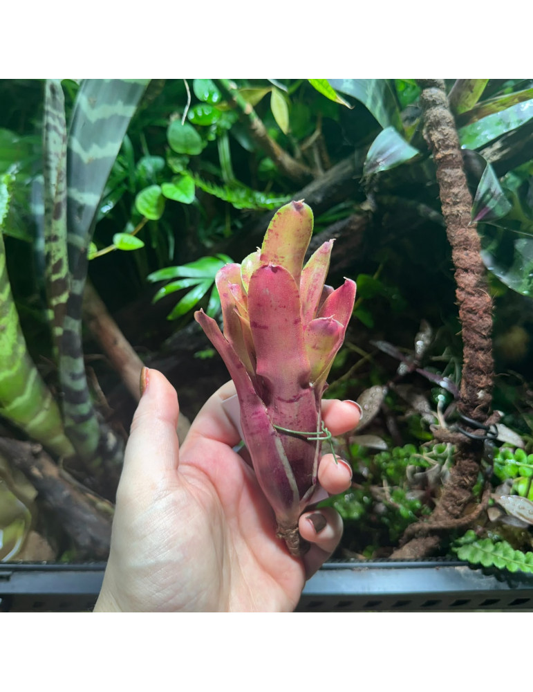 Neoregelia Ritzy Red