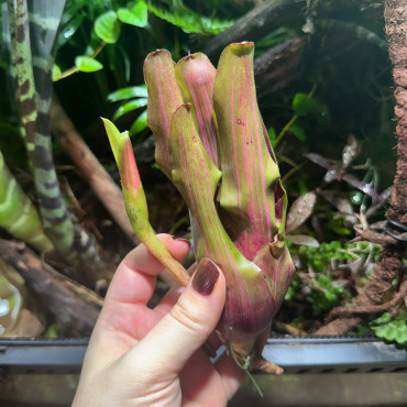 Neoregelia Iris
