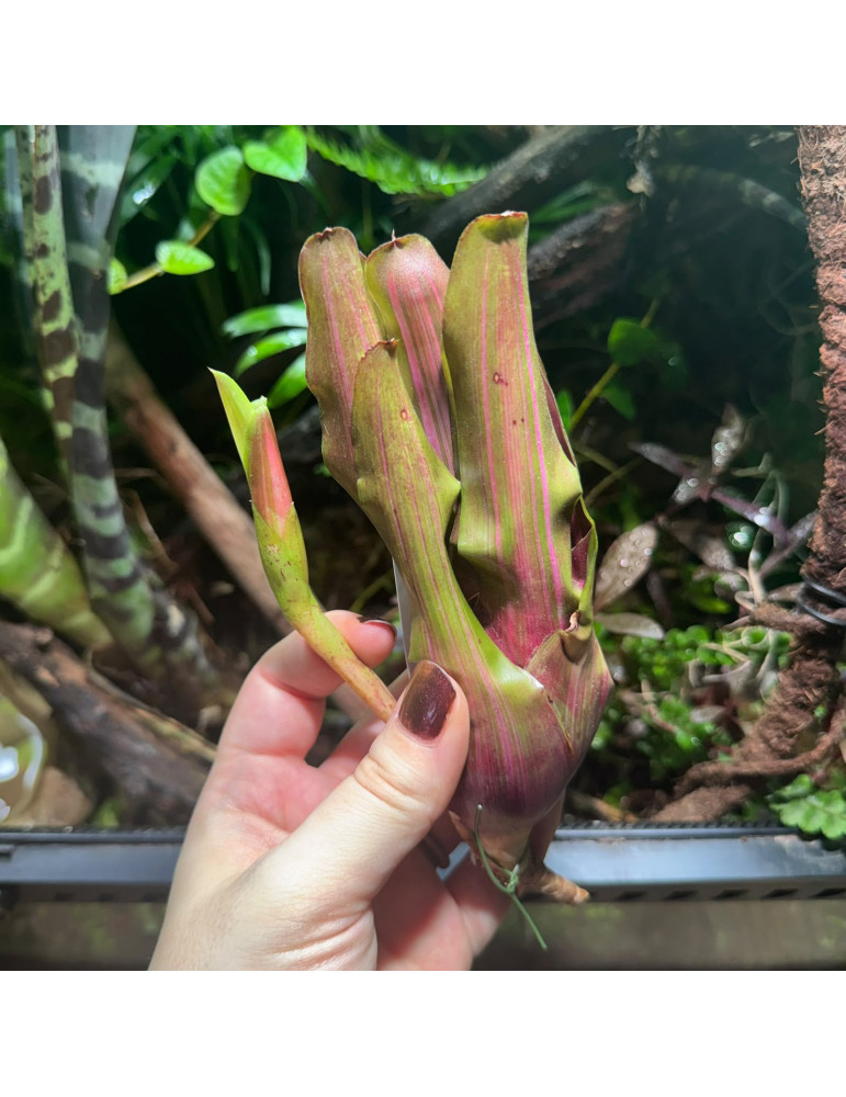 Neoregelia Iris