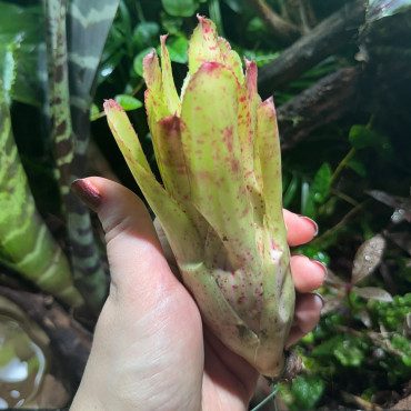 Neoregelia chili Verde