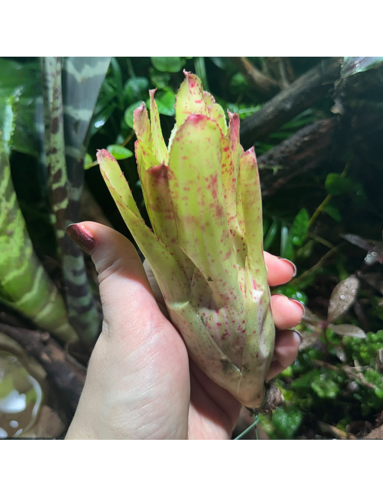 Neoregelia chili Verde