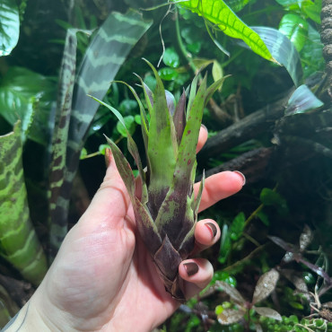 Vriesea lubbersii