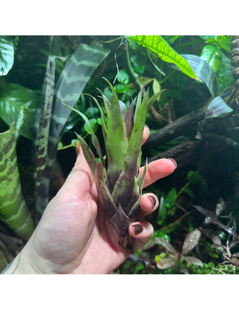 Vriesea lubbersii