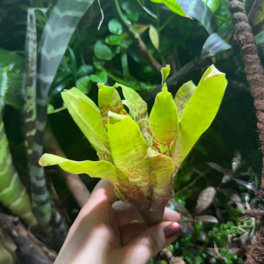 Goudea ospinae var. grubeii...