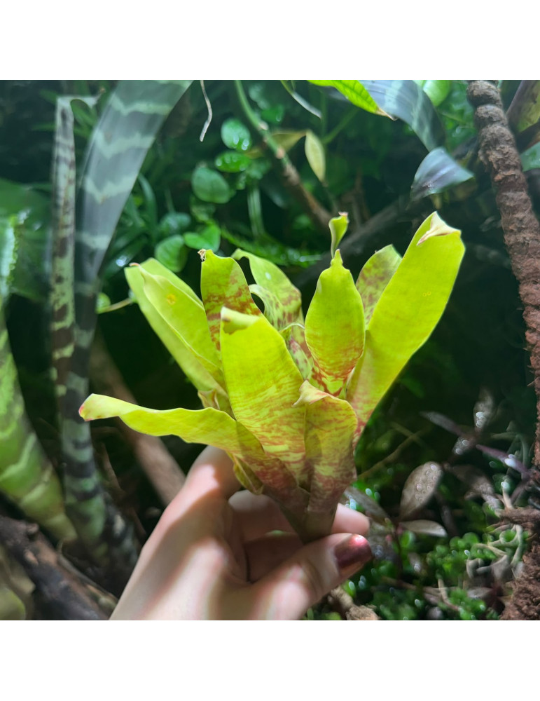Goudea ospinae var. grubeii Small
