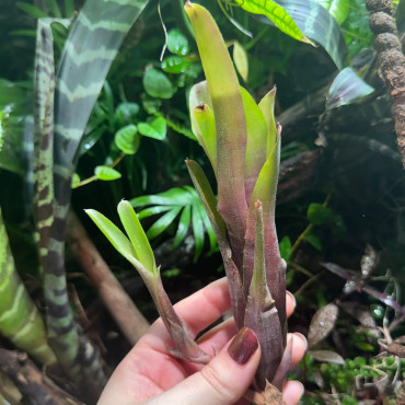 Neoregelia amandae