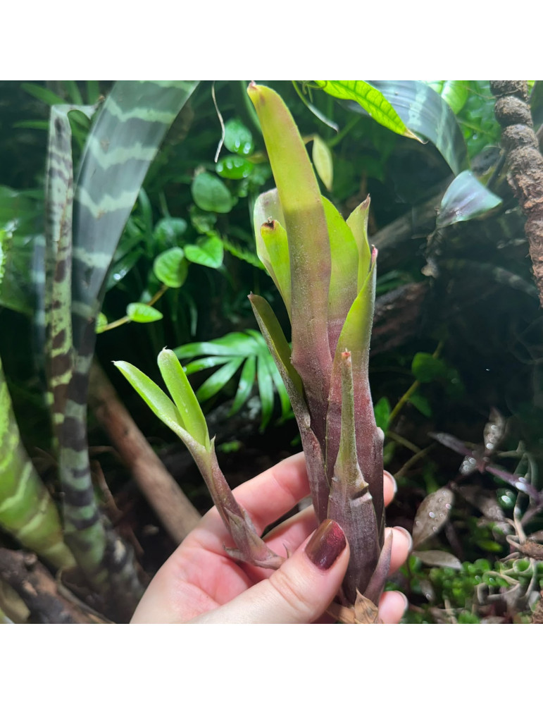 Neoregelia amandae