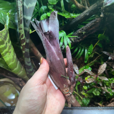 Neoregelia Sooty