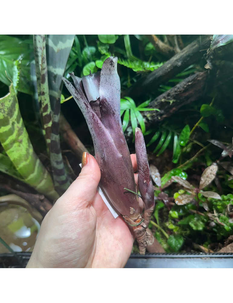 Neoregelia Sooty