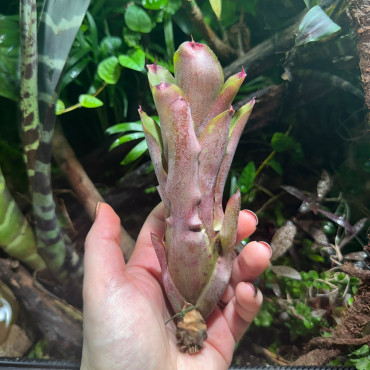 Neoregelia Geppeto