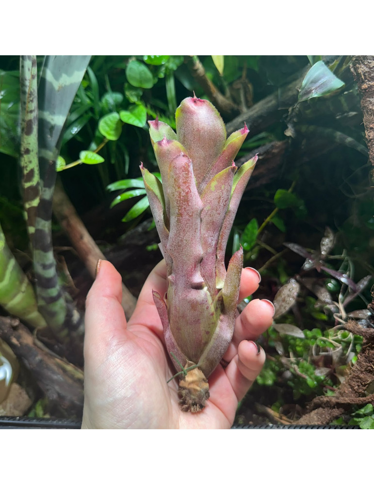 Neoregelia Geppeto