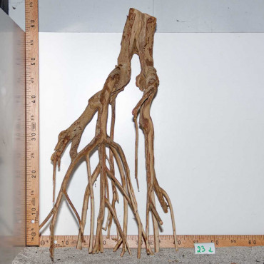 Racine de Talawa Wood - 23d