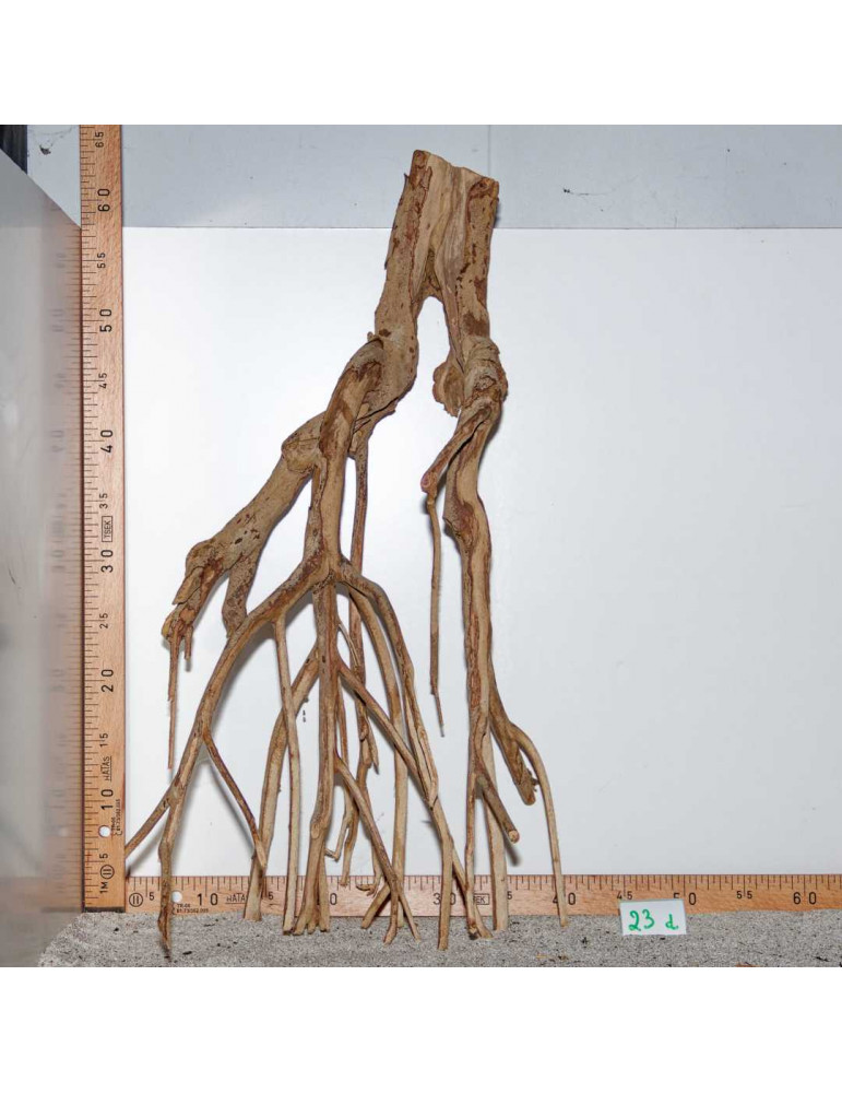 Racine de Talawa Wood - 23d
