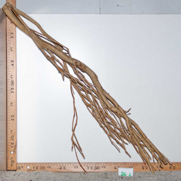 Racine de Talawa Wood - 26d