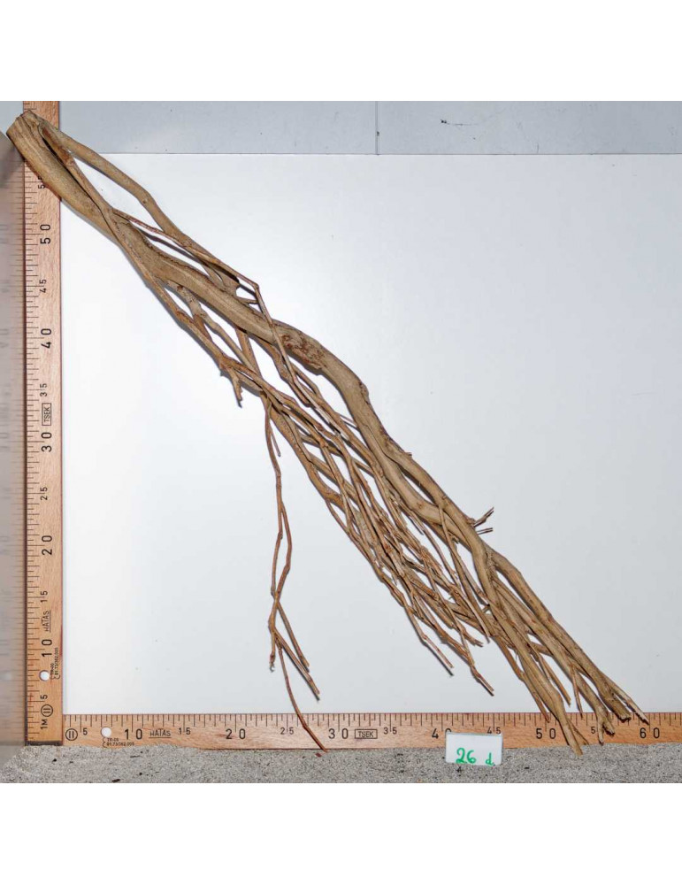 Racine de Talawa Wood - 26d