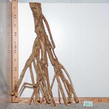 Racine de Talawa Wood - 27d