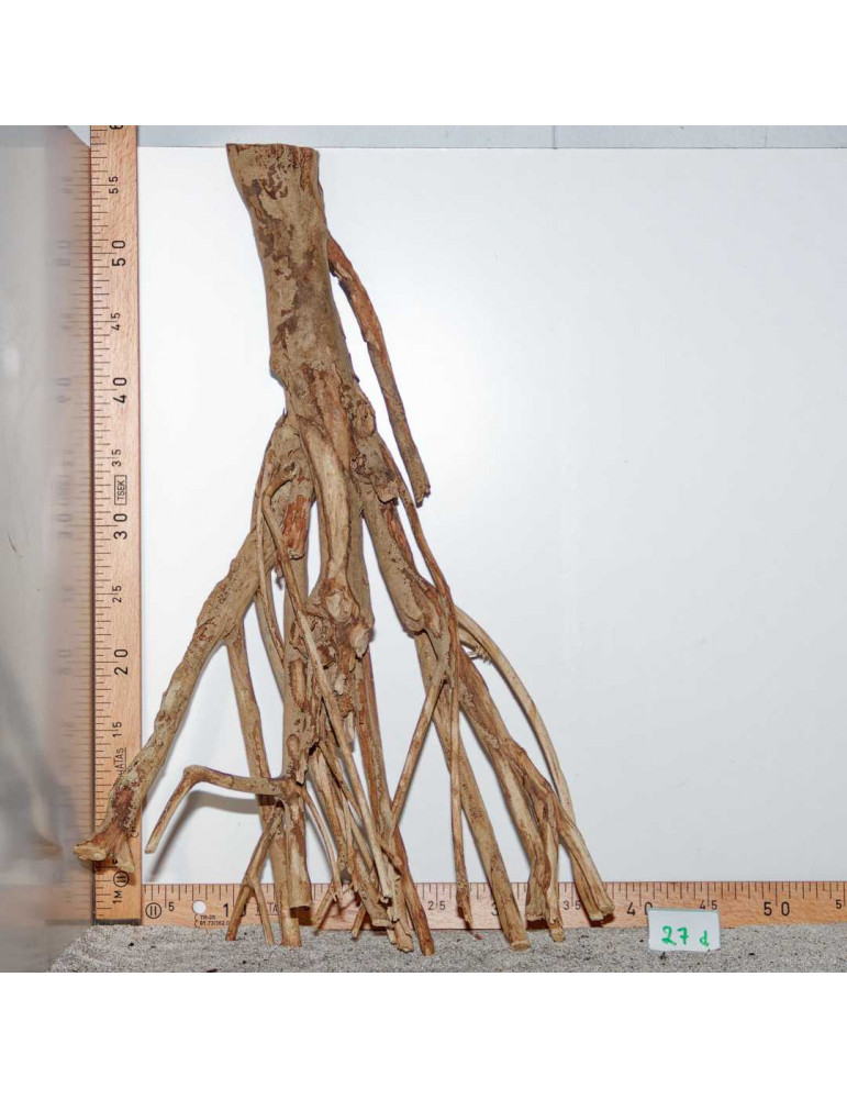 Racine de Talawa Wood - 27d