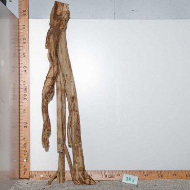 Racine de Talawa Wood - 28d