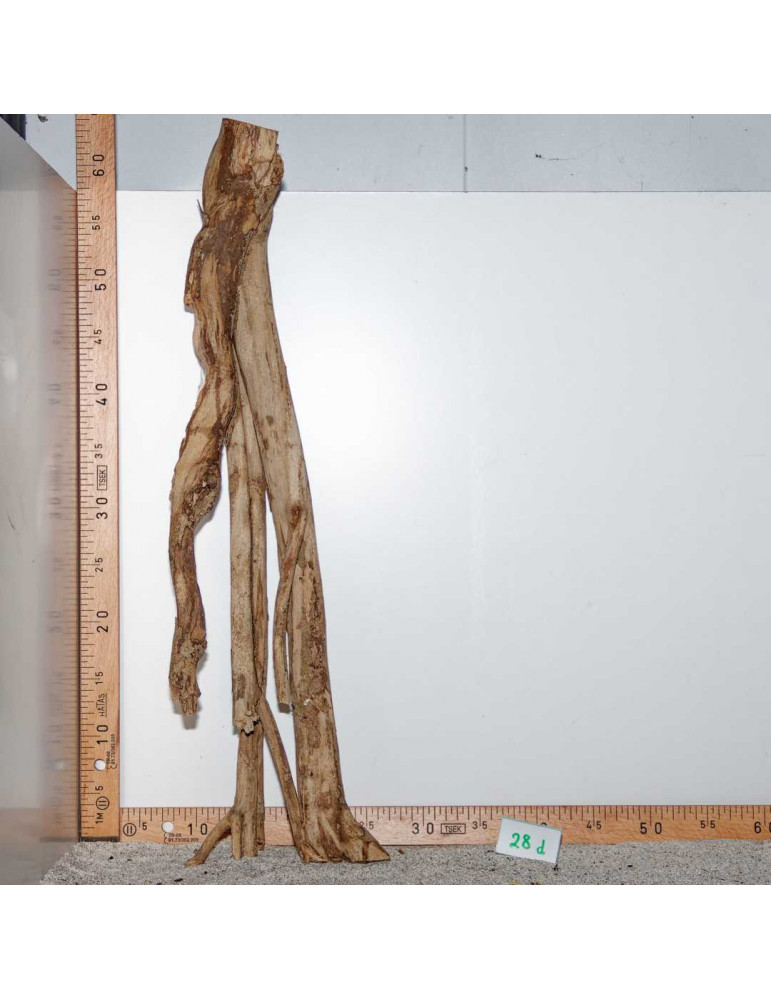 Racine de Talawa Wood - 28d